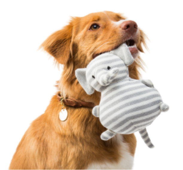 Make Your Home More Pet-Friendly – 5 Essentials You Might Be Overlooking