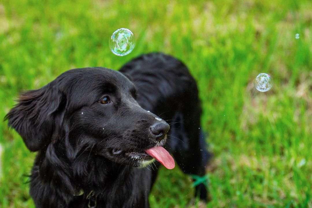Dog Bubbles - Beef Steak by Scoop Dog