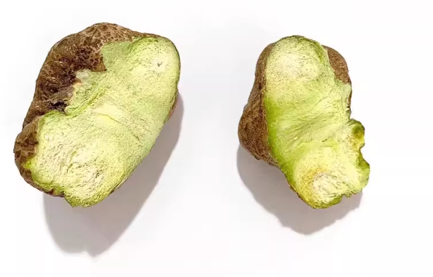 Catnip Fruit “Happy Nut” | Fresh Natsume Fruits FD Freeze-Dried Treats for Cats