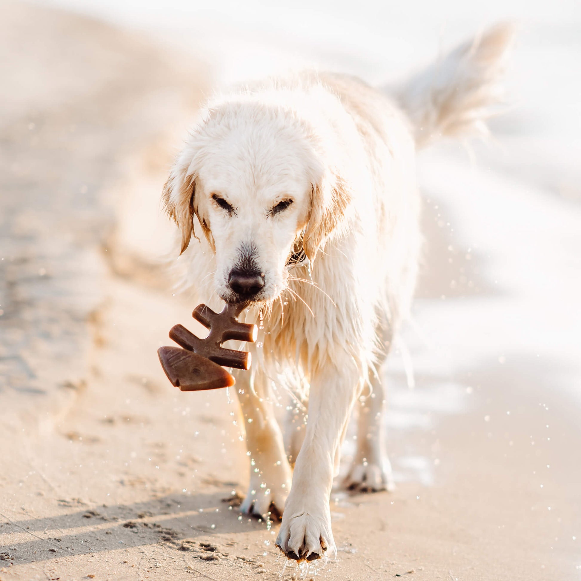Benebone Fishbone Chew Toy for dogs, real Jack Salmon flavor, paw-friendly design