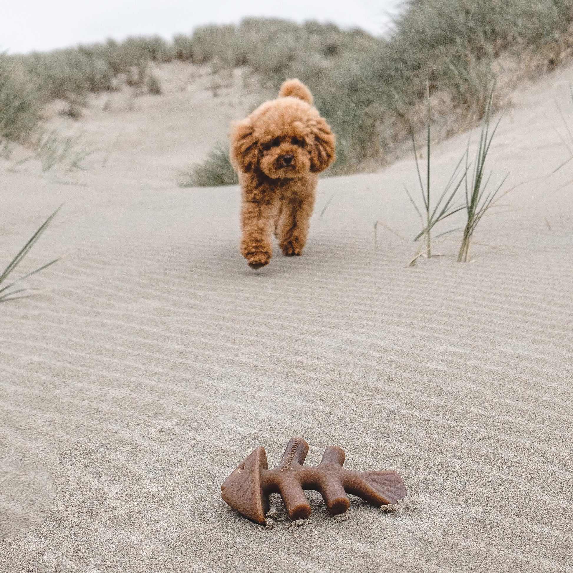 Benebone Fishbone Chew Toy for dogs, real Jack Salmon flavor, paw-friendly design