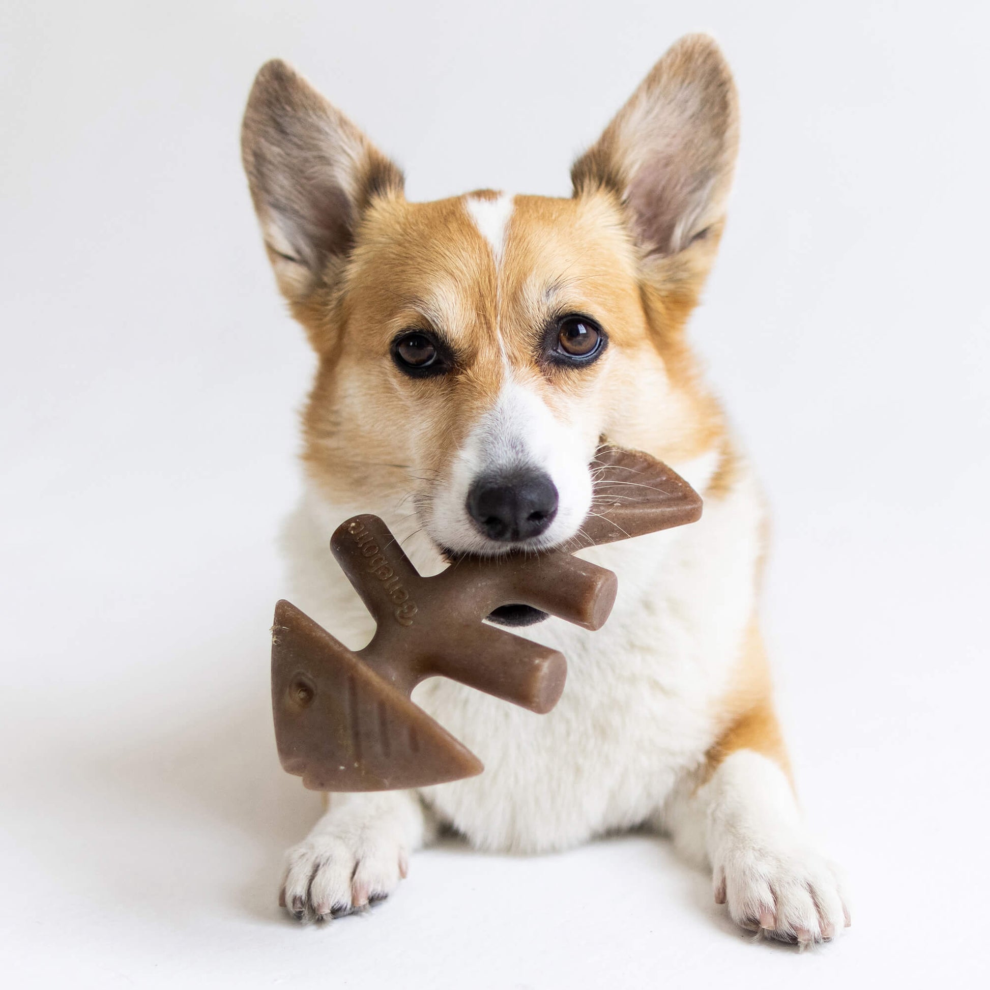 Benebone Fishbone Chew Toy for dogs, real Jack Salmon flavor, paw-friendly design