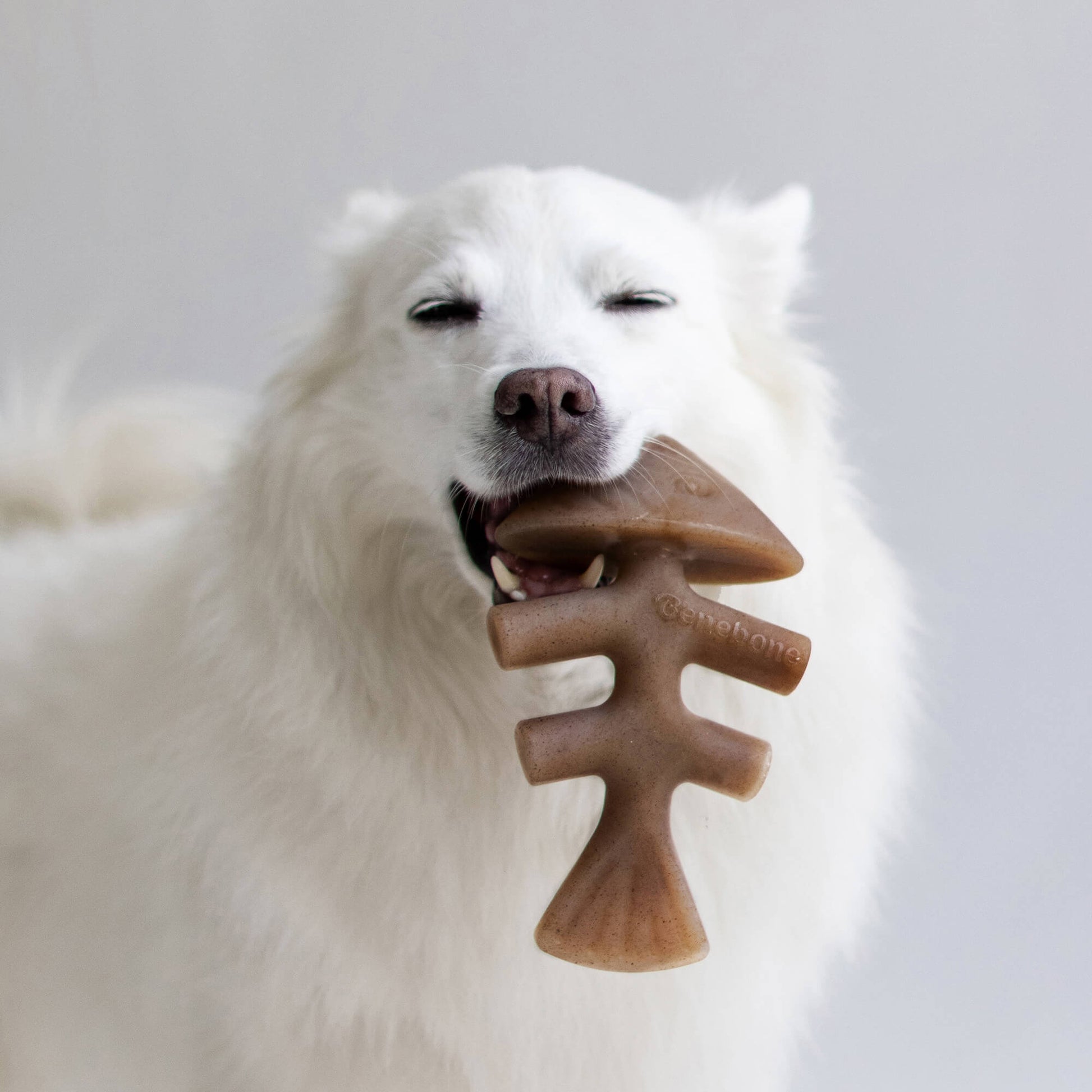 Benebone Fishbone Chew Toy for dogs, real Jack Salmon flavor, paw-friendly design