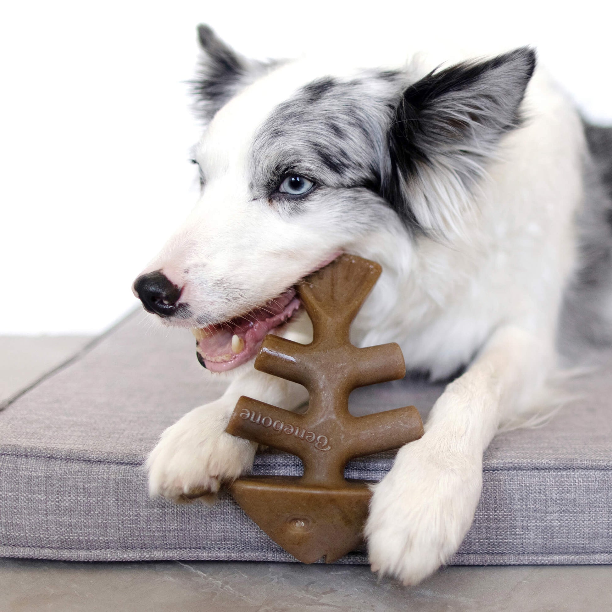 Benebone Fishbone Chew Toy for dogs, real Jack Salmon flavor, paw-friendly design
