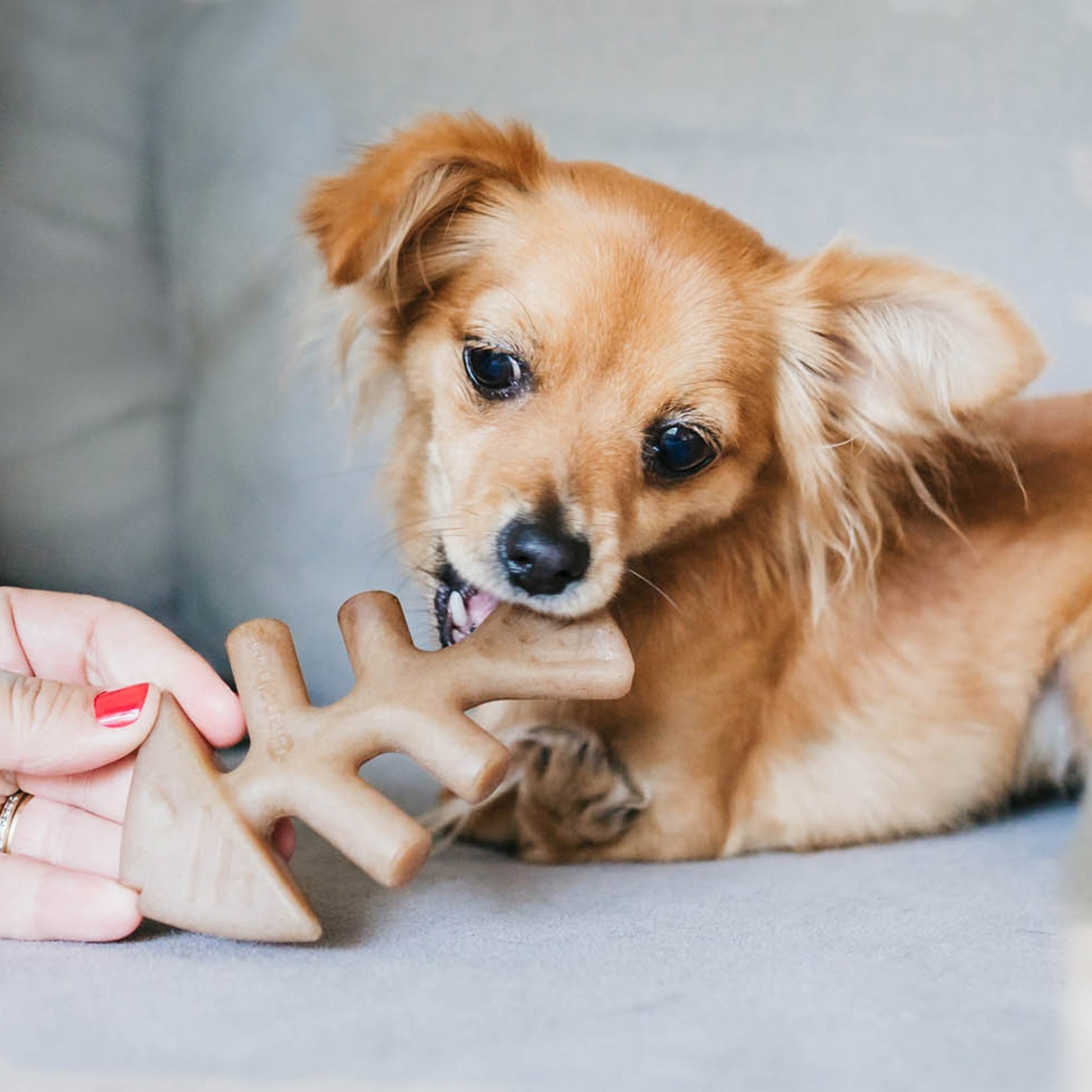 Benebone Fishbone Chew Toy for dogs, real Jack Salmon flavor, paw-friendly design