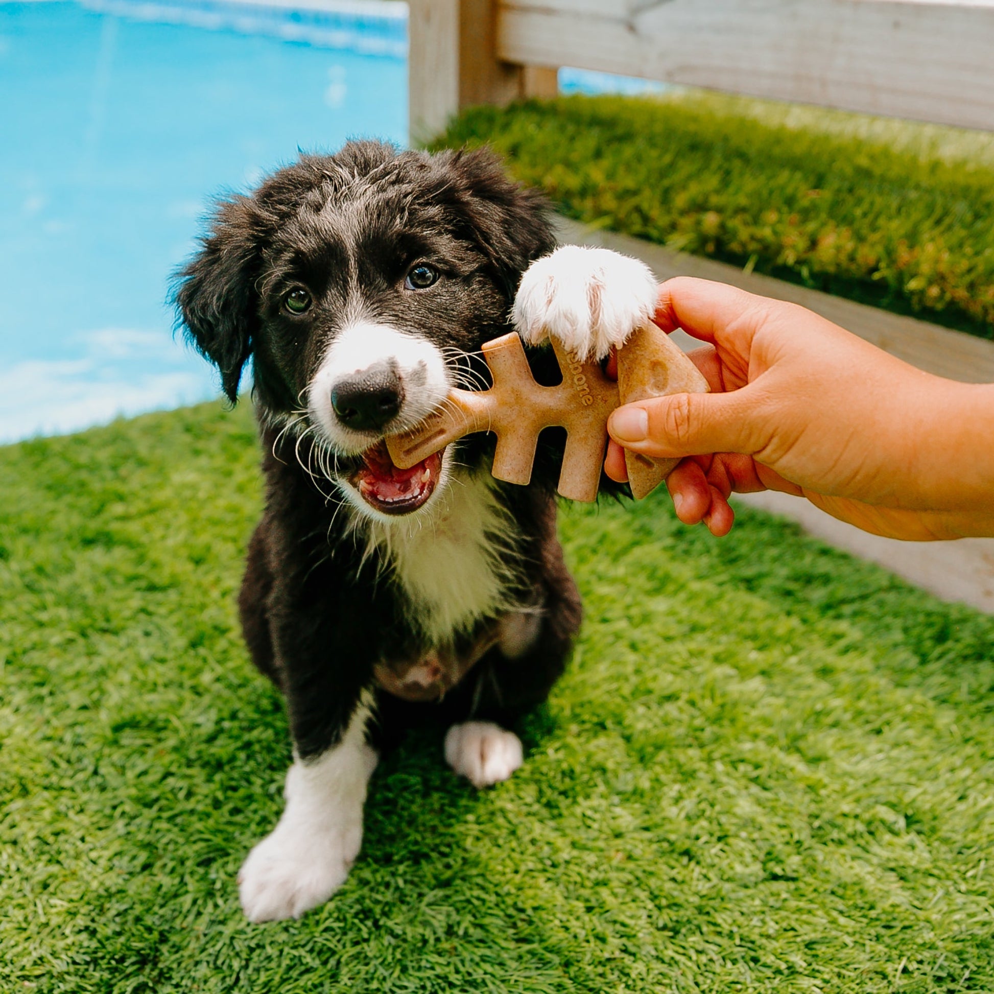 Benebone Fishbone Chew Toy for dogs, real Jack Salmon flavor, paw-friendly design