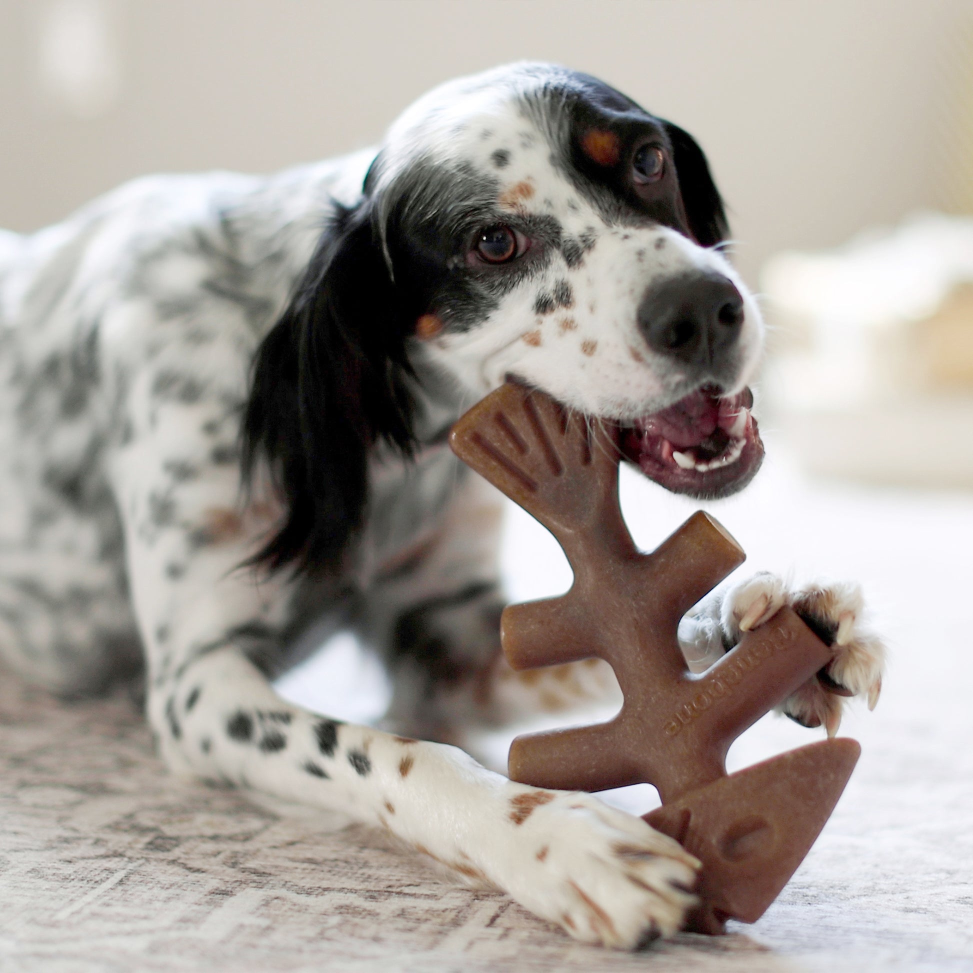 Benebone Fishbone Chew Toy for dogs, real Jack Salmon flavor, paw-friendly design