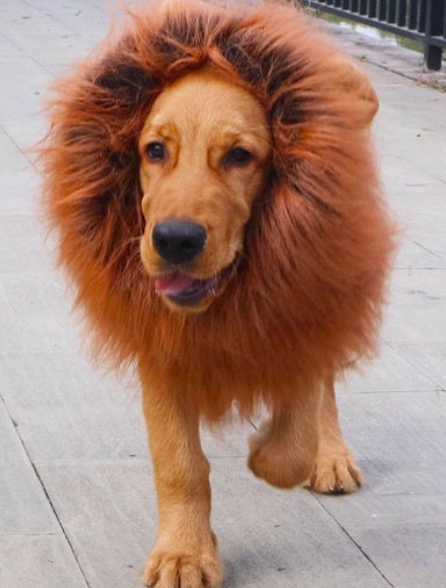 Lion Mane Wig Hat for Medium & Large Dogs