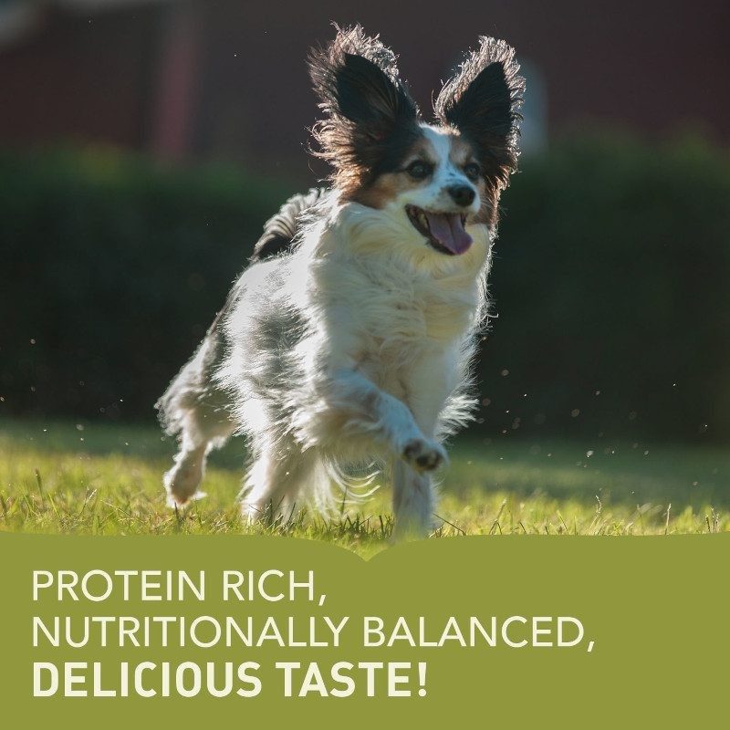 Acana™ Adult Small Breed – Protein-Rich Diet for Small Dogs