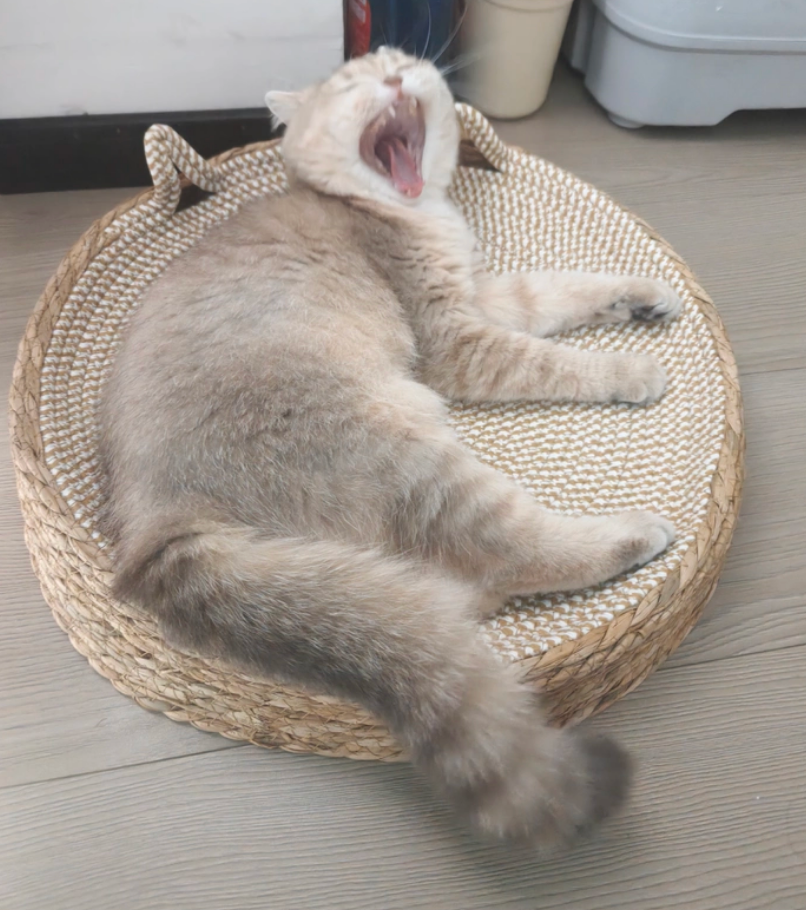 Sisal Cat Scratching Bed – Durable Cat Scratcher & Resting Mat