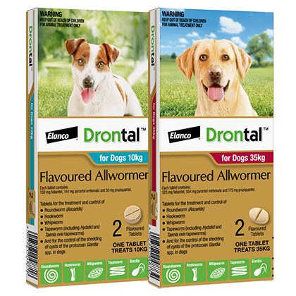 Drontal Allwormer for Dogs Full Spectrum Worm Treatment Paws Club