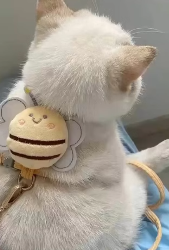 Hands-Free No-Choke Harness for Cats & Dogs | Cute Bee Design