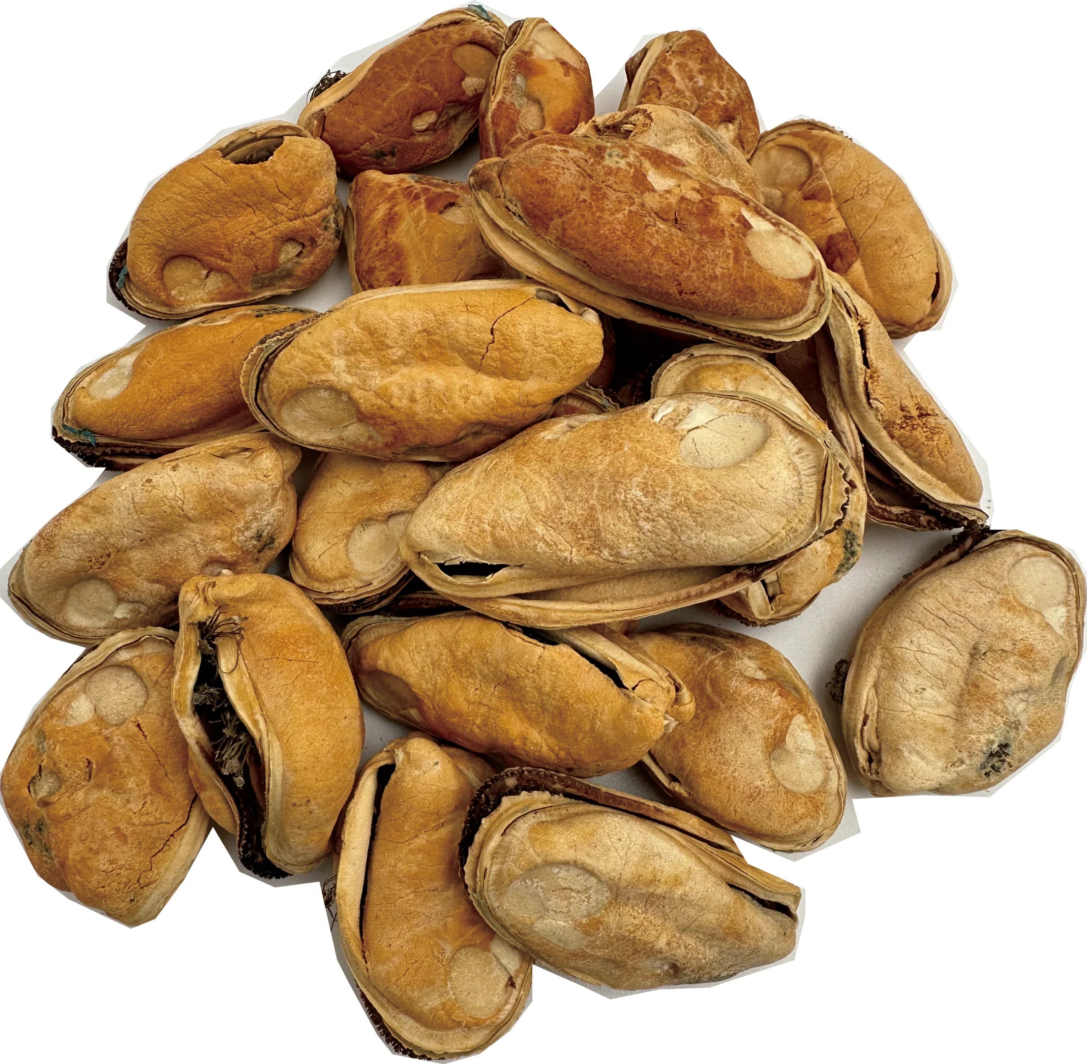 冻干鱿鱼排块 50g - 营养美味