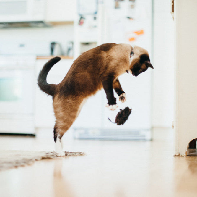P.L.A.Y. Feline Frenzy – Catch a Meowse Cat Toy (2-Pack)awa