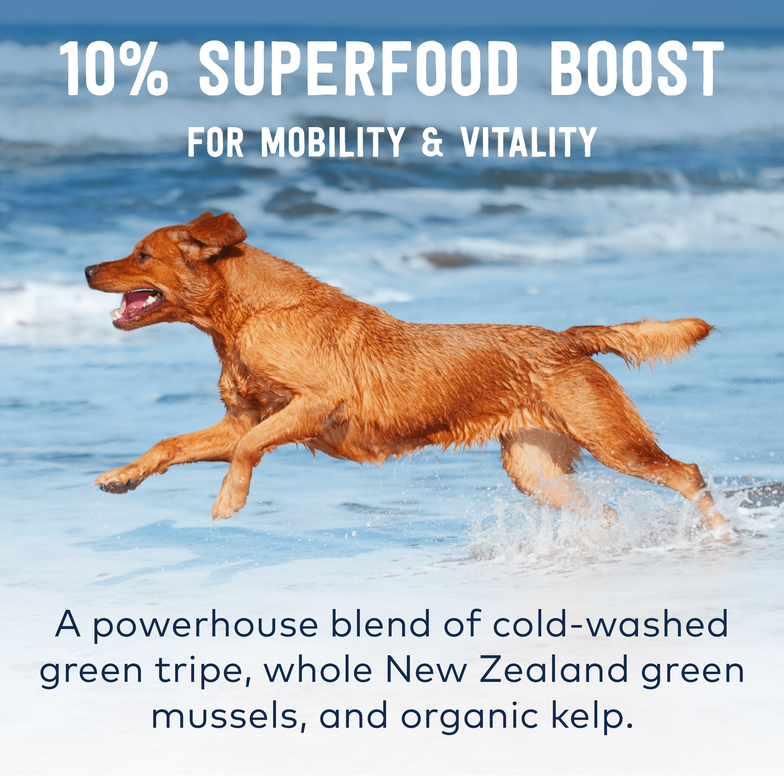 ZIWI Peak Free-Range Chicken Wet Dog Food - Ethically Raised & Nutrient-Rich for All Life Stages PAWS CLUB