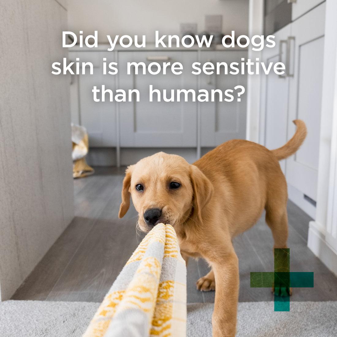 Blackmores PAW - Sensitive Skin Dog Conditioner - Fragile Skin Care - PAWS CLUB