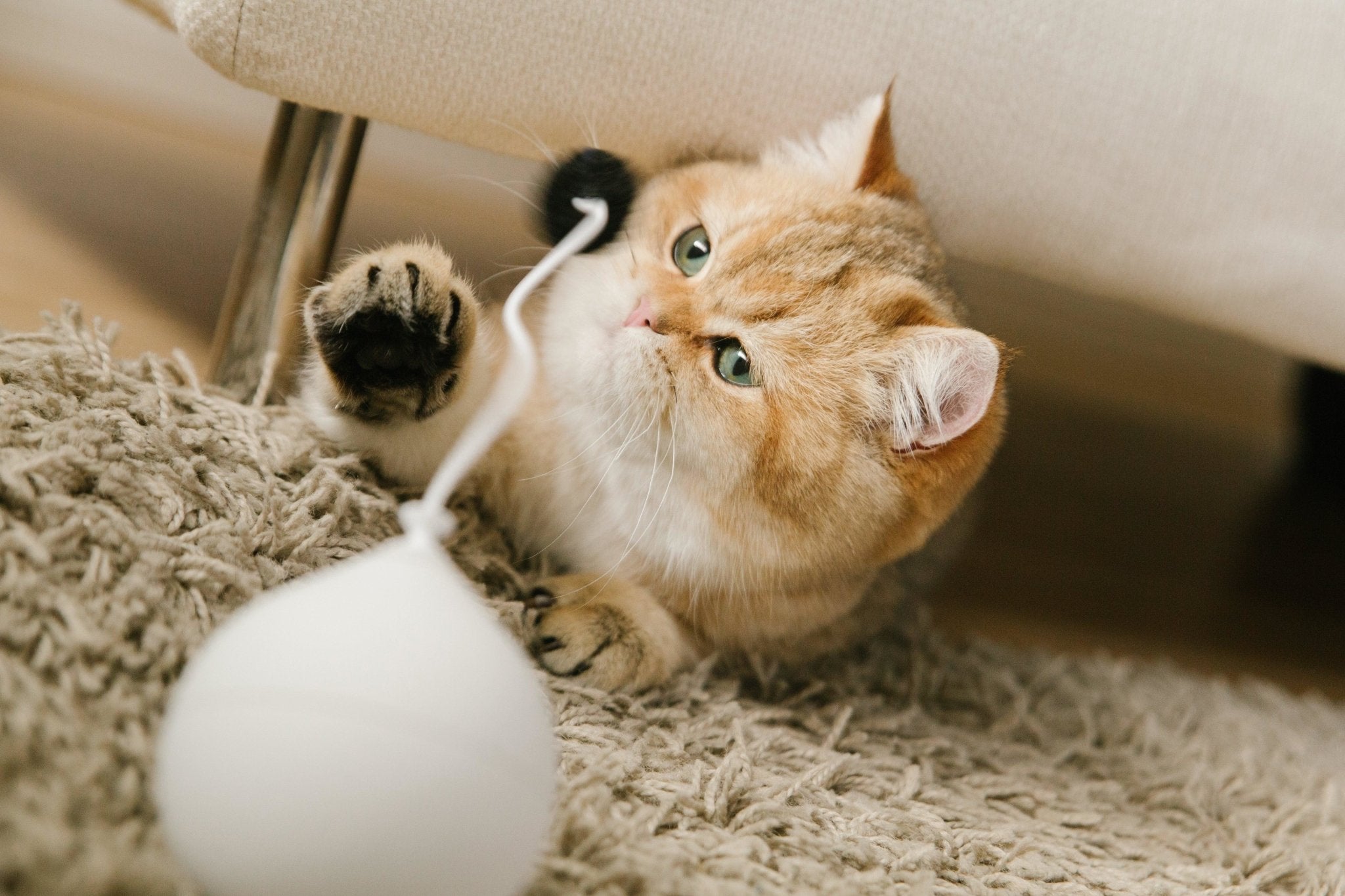 PIDAN Blue Balloon Cat Toy - Engaging and Durable Playtime Companion - PAWS CLUB