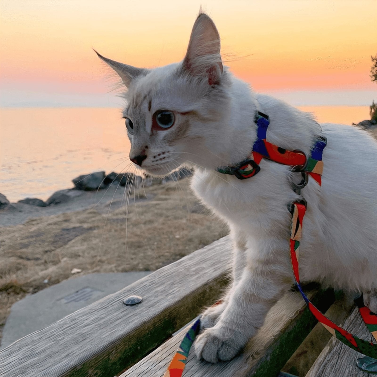 PIDAN Cat Harness & Leash Set - PAWS CLUB