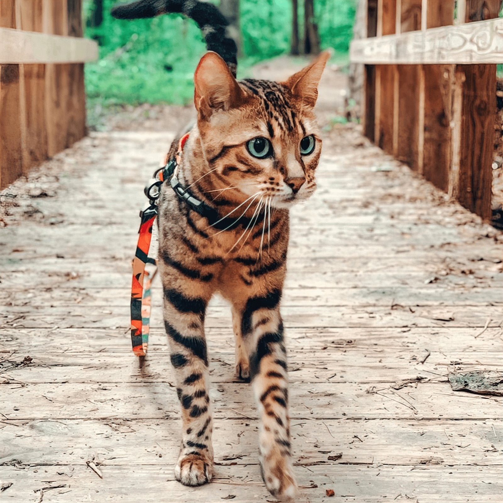 PIDAN Cat Harness & Leash Set - PAWS CLUB