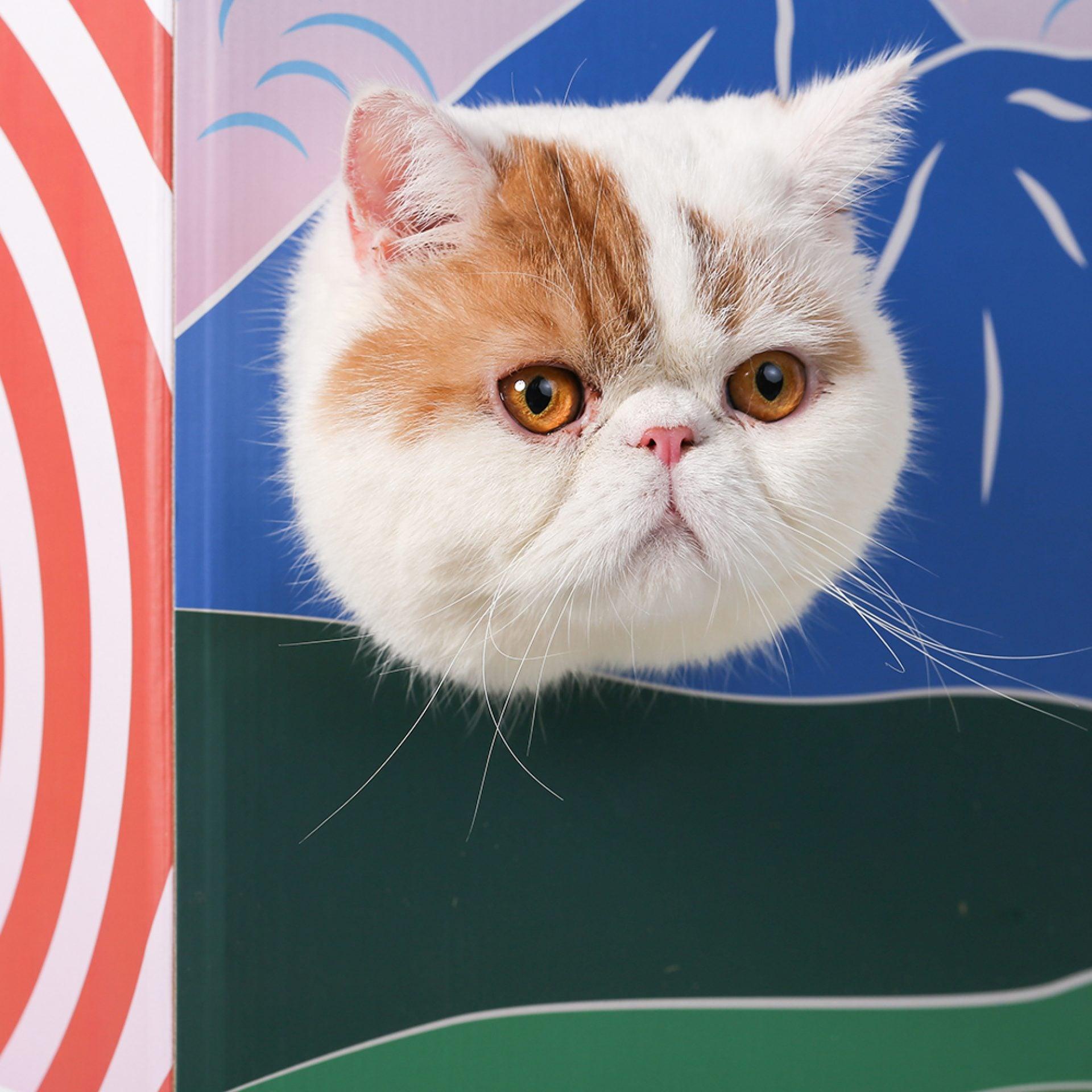 PIDAN Cat House and Scratcher - Fuji - PAWS CLUB