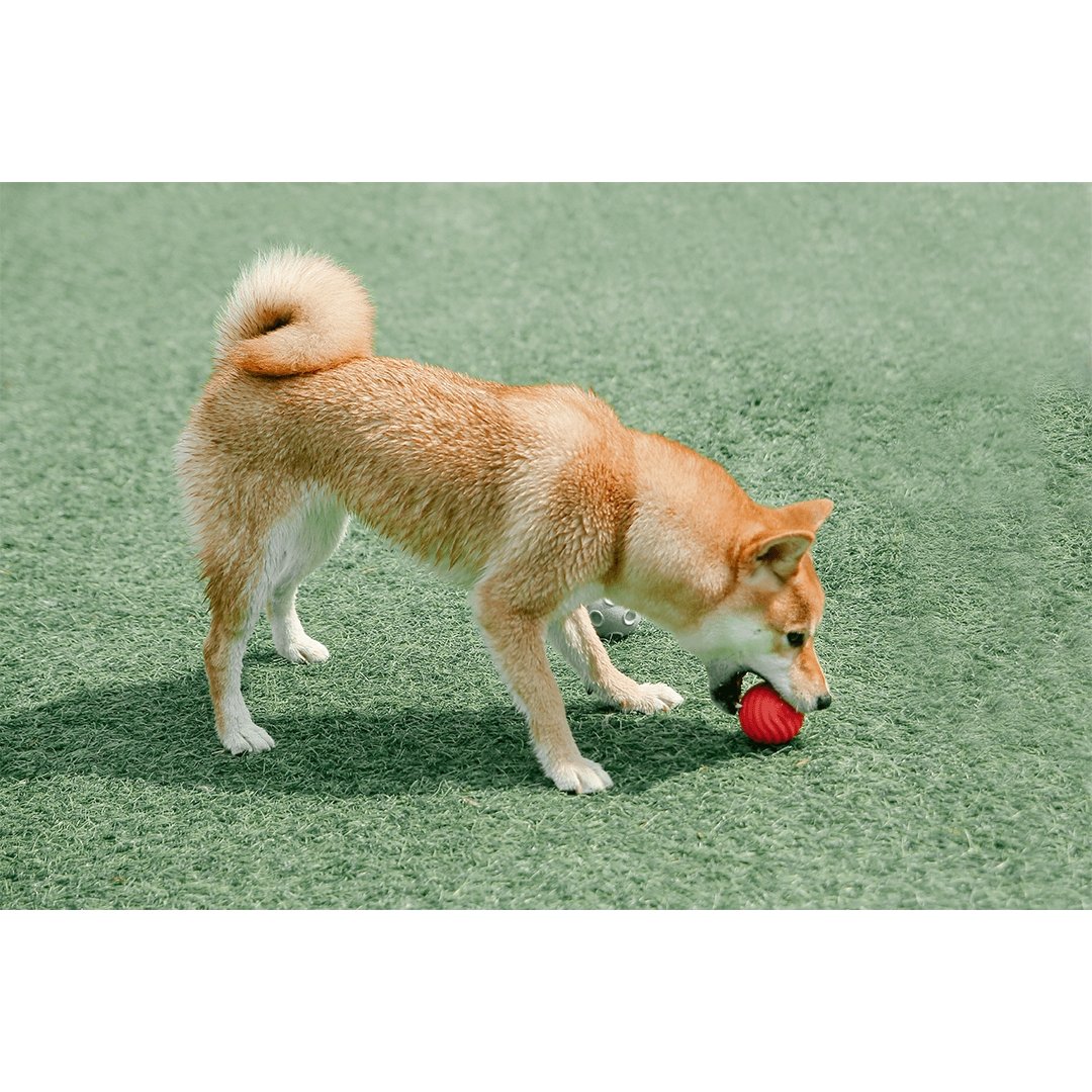 PIDAN Dog Ball Toy - PAWS CLUB