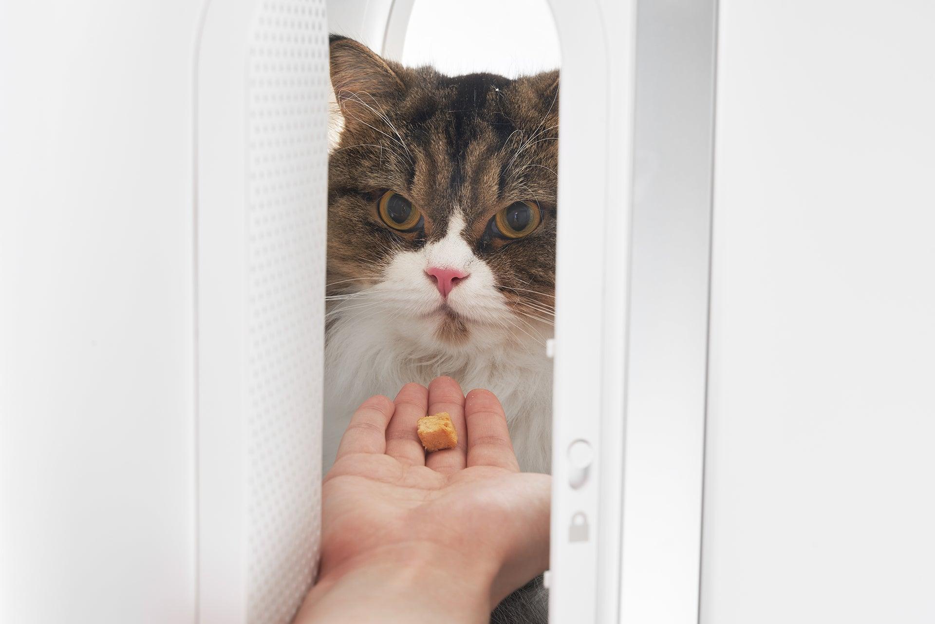 PIDAN Smart Pet Traveler with LED lights and Ventilation System - PAWS CLUB