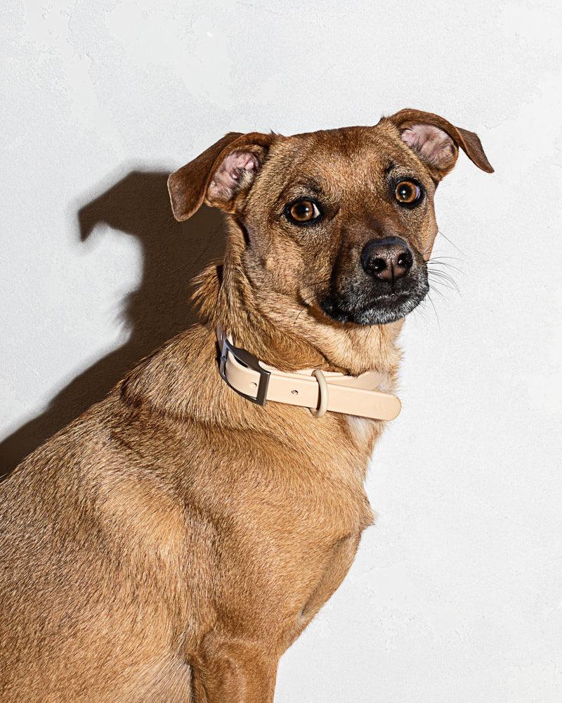 Wild One Dog Collar - PAWS CLUB
