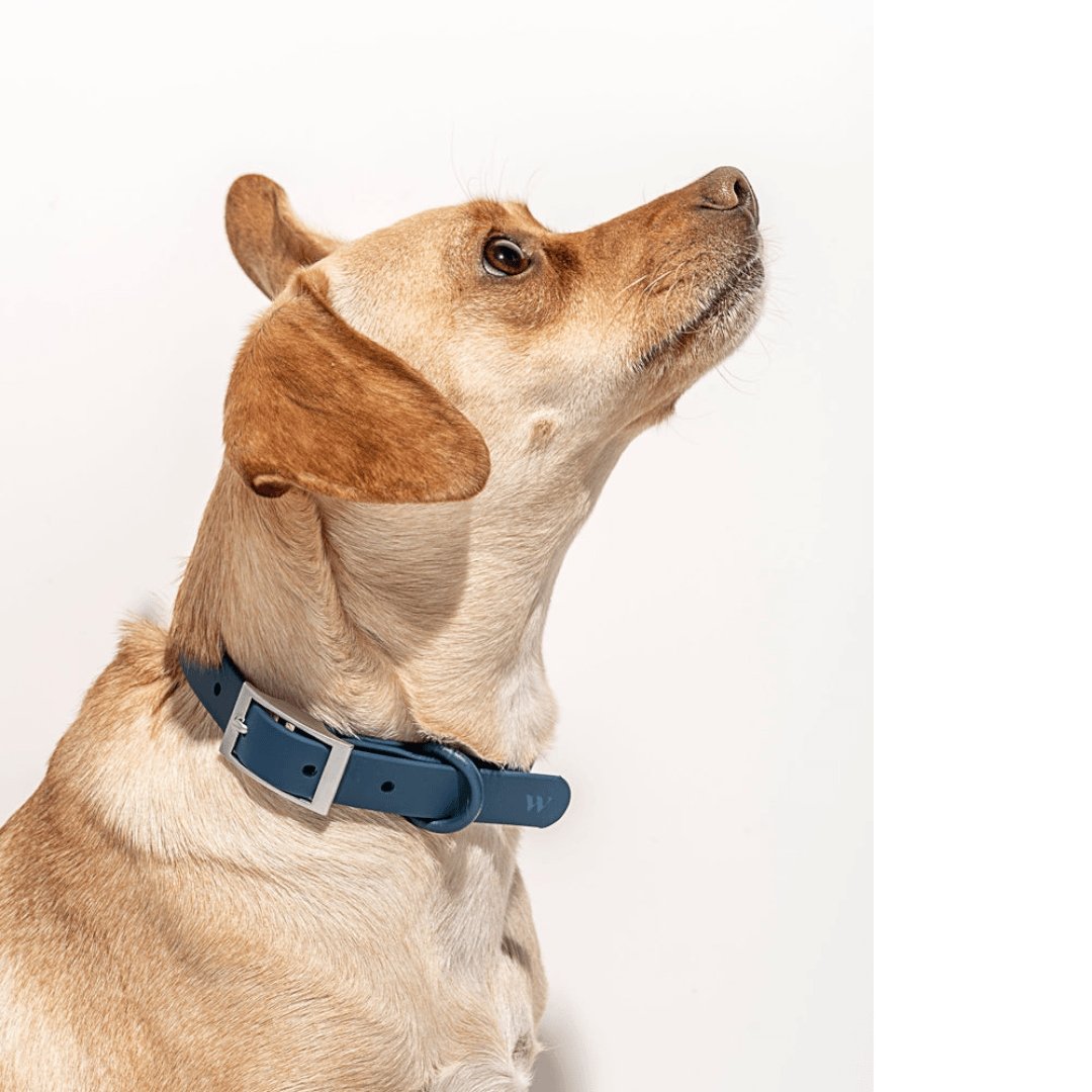 Wild One Dog Collar - PAWS CLUB