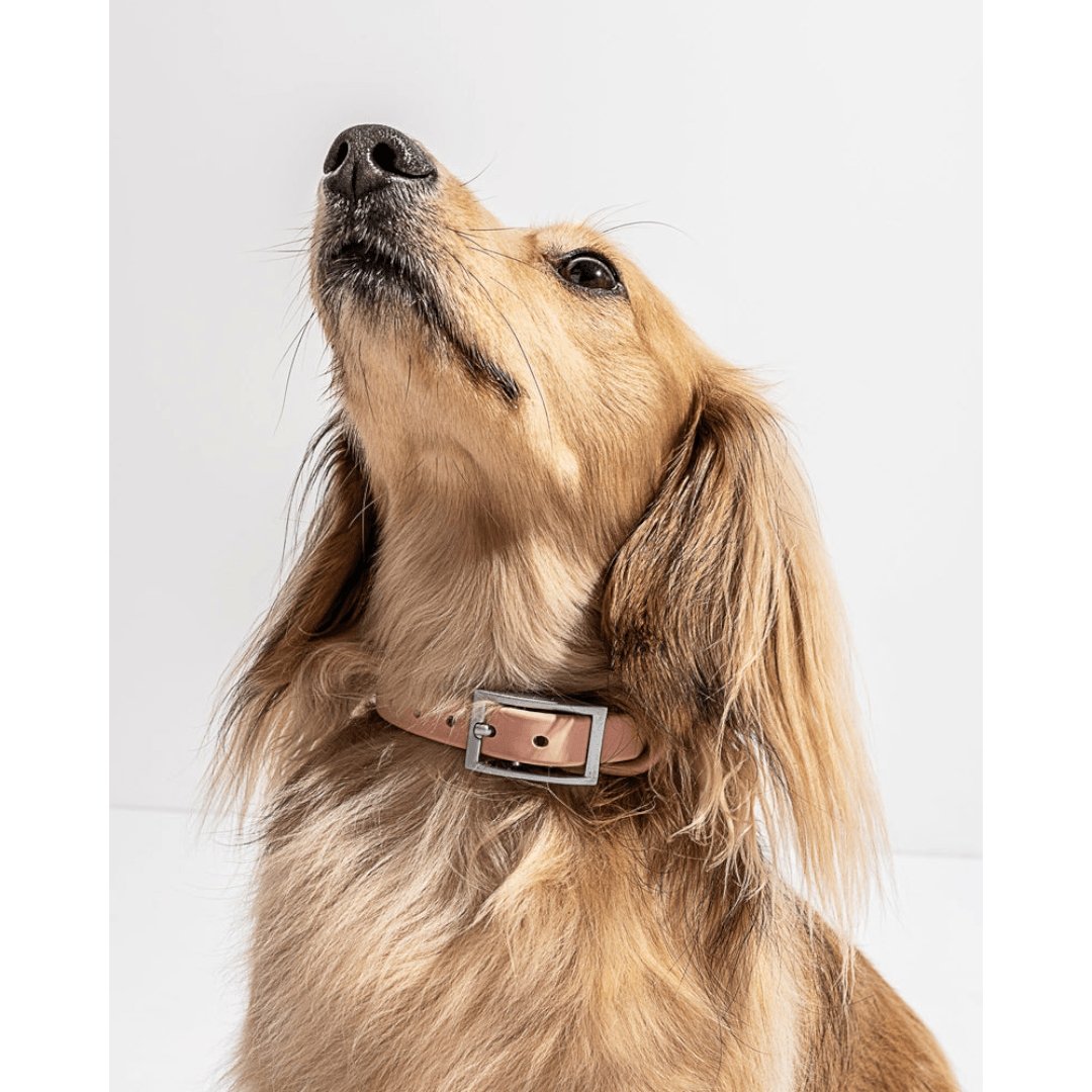 Wild One Dog Collar - PAWS CLUB