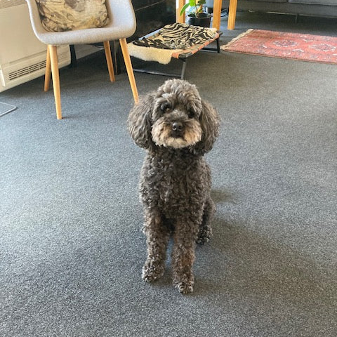 A Loving Home Needed for Alfie, Our Adorable Mini Poodle Schnauzer 🏡💕