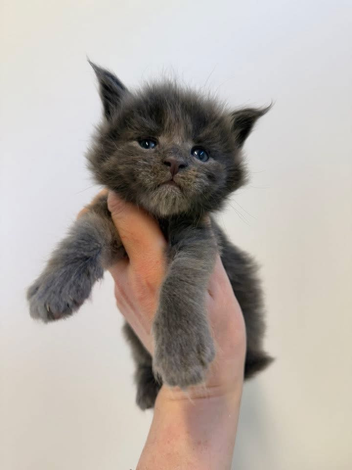 Fluffy Paws Club – Maine Coon Selective Breeding