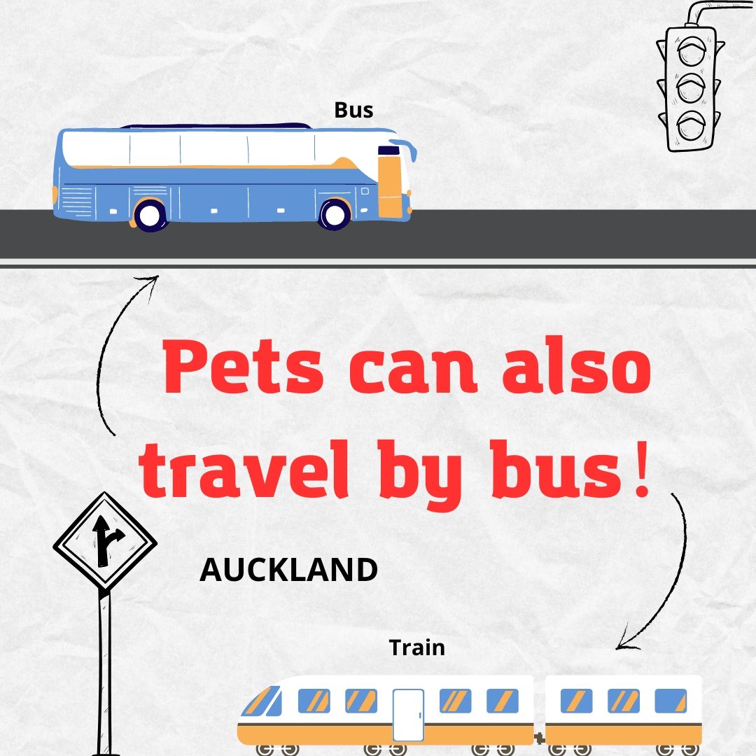 Auckland's Public Transport Embraces Pet Travelers: Here's What You Need to Know - PAWS CLUB