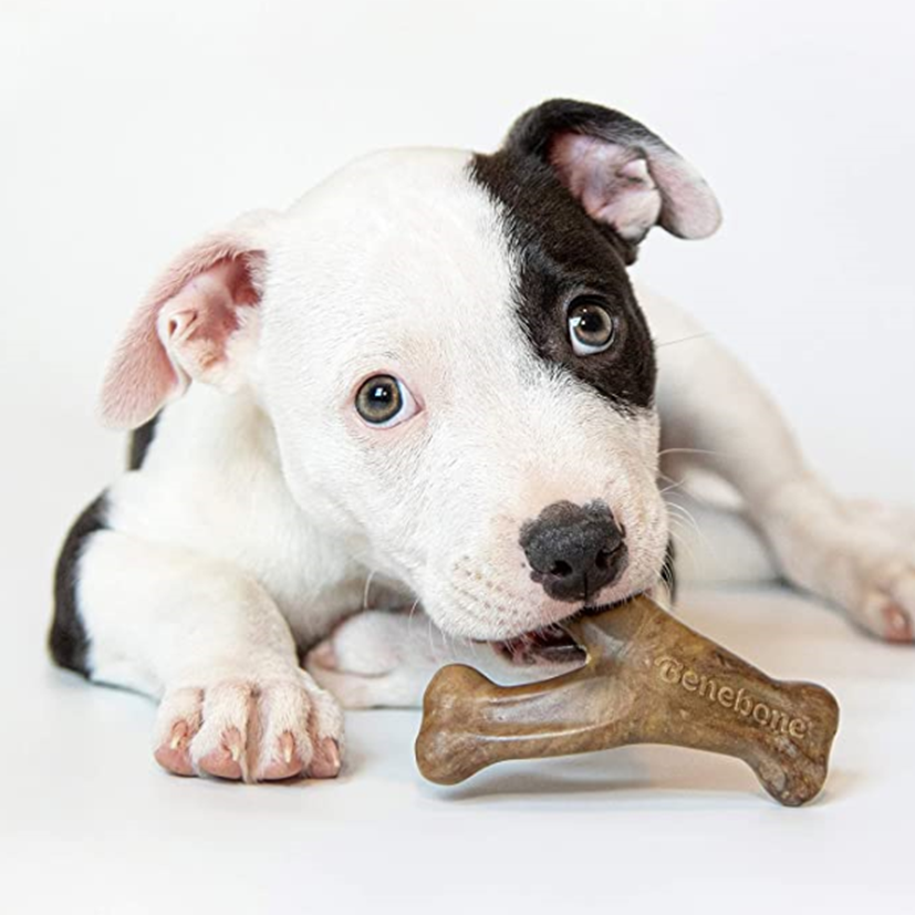 Puppy Paradise: Essential Items for Your New Best Friend