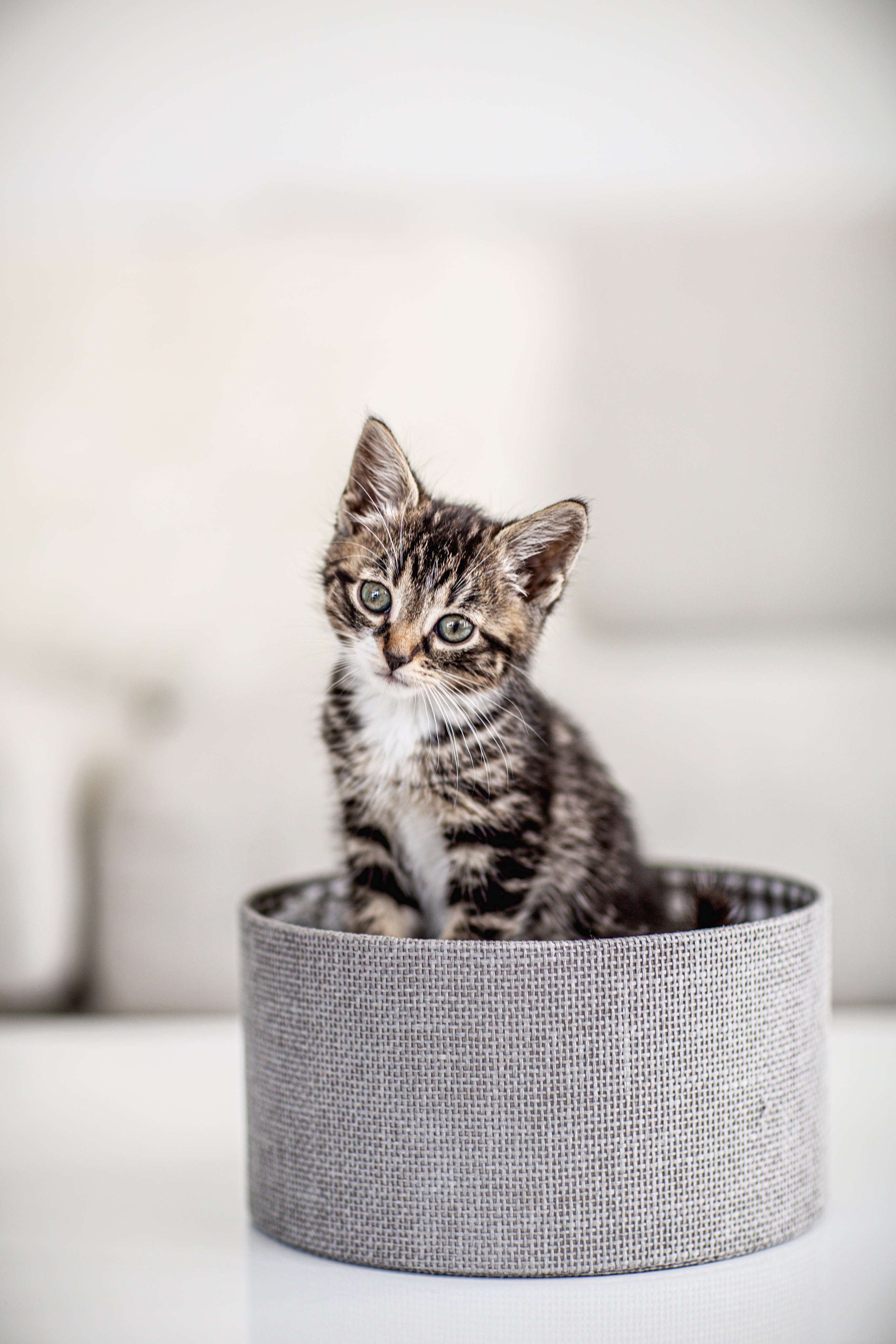 Kitten Haven: Essentials for Your Furry Little Friend
