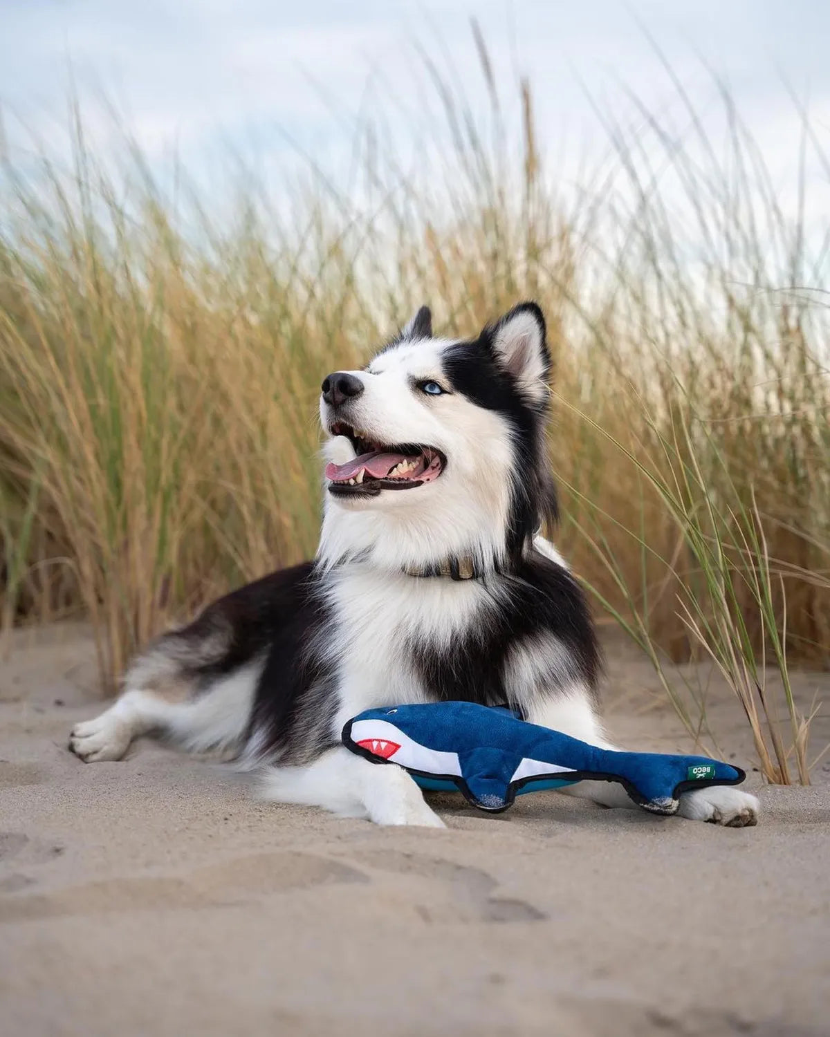 Beco Recycled Rough & Tough Shark Dog Toy