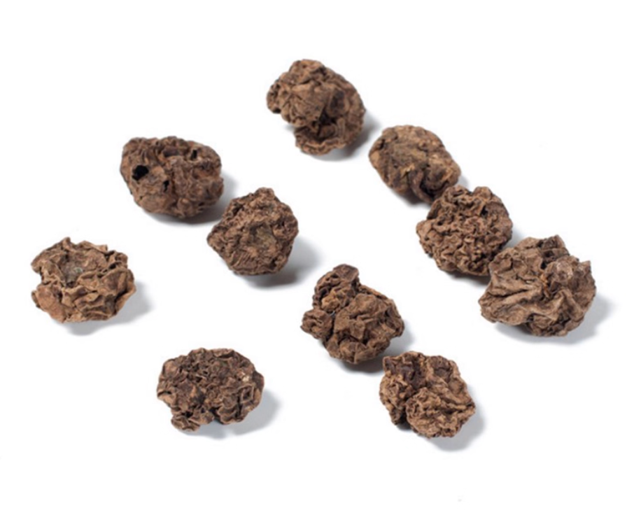 Silvervine Gall Fruit Cat Treat – Natural Dental Chew & Stress Relief Toy (10 pcs in Tube)