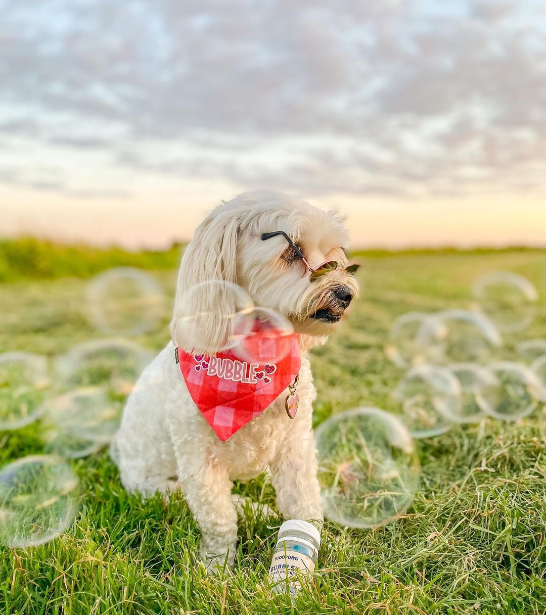 Dog Bubbles - Beef Steak by Scoop Dog