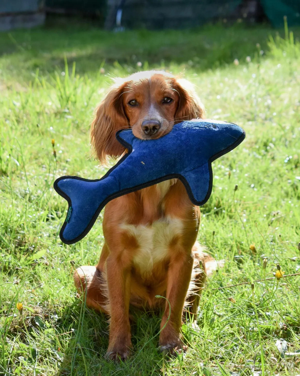 Beco Recycled Rough & Tough Shark Dog Toy