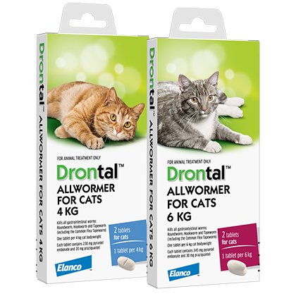 Drontal Allwormer：针对猫的全面蠕虫保护