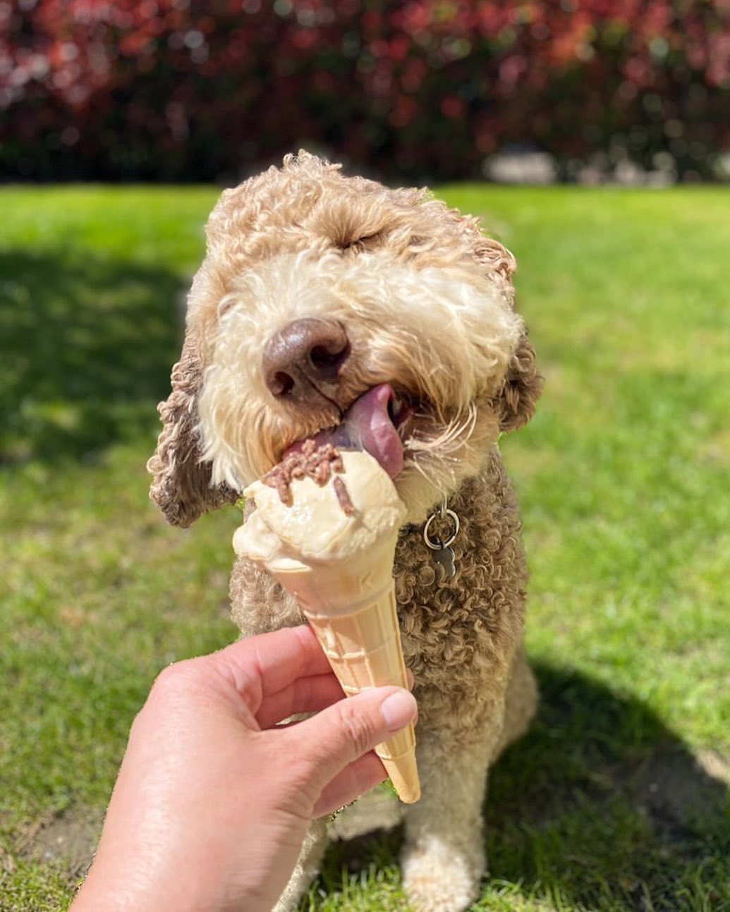狗冰淇淋 - 巧克力味