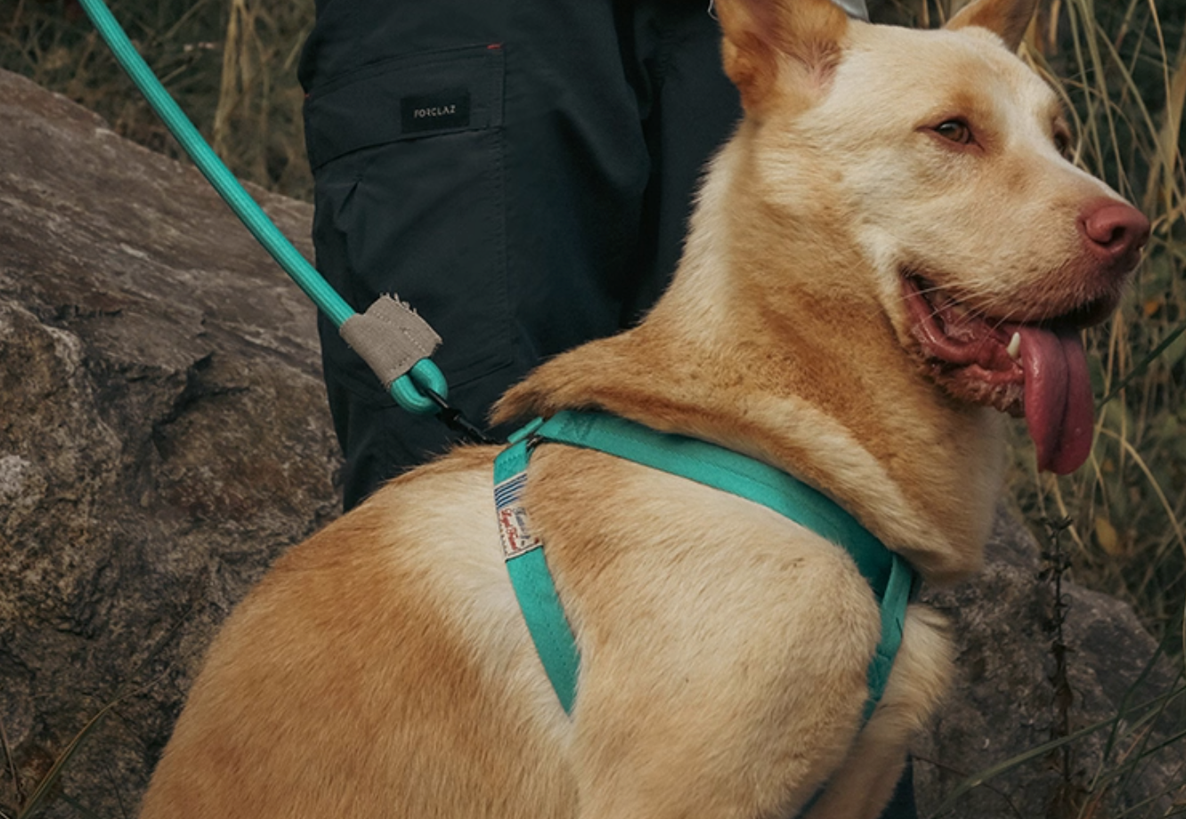 Climbing Dog Multifunction Leash – Heavy-Duty