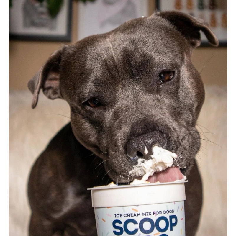 Scoop Dog Barkday Ice Cream Mix for Dogs - Natural Berry Flavor