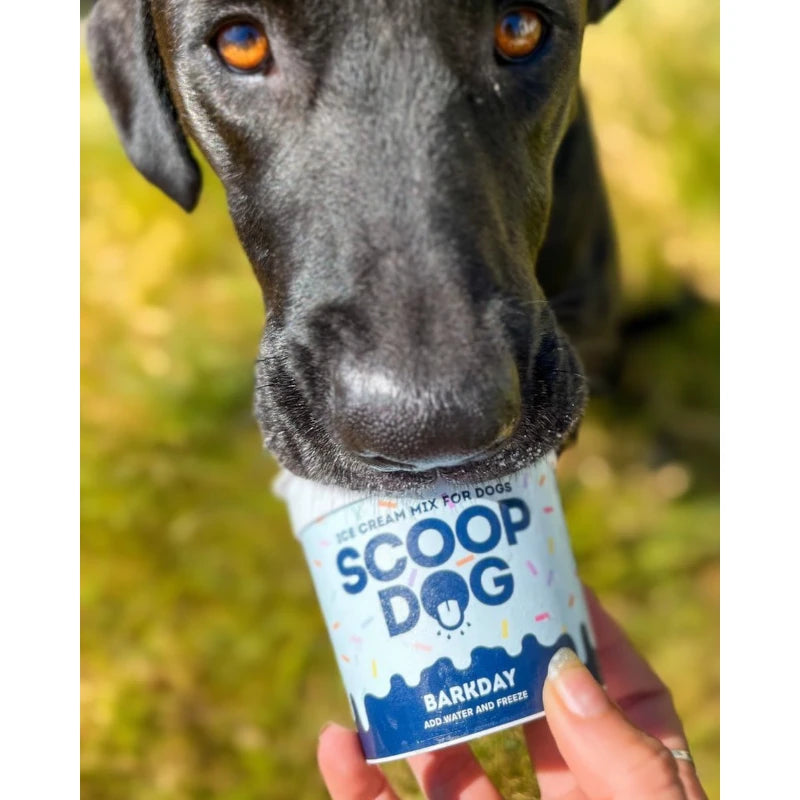 Scoop Dog Barkday Ice Cream Mix for Dogs - Natural Berry Flavor