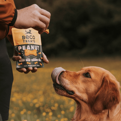 Beco Peanut Dog Treats - Coconut & Turmeric