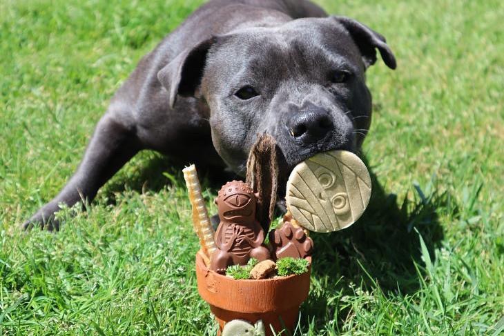 Choccy Ice Cream Mix for Dogs