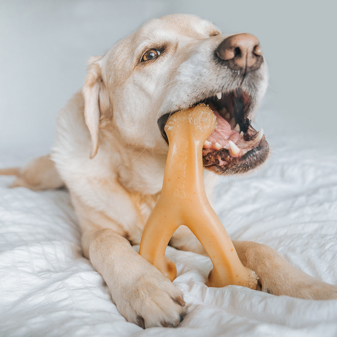 Brown dog holding the Benebone Wishbone Chicken Chew Toy in its mouth.