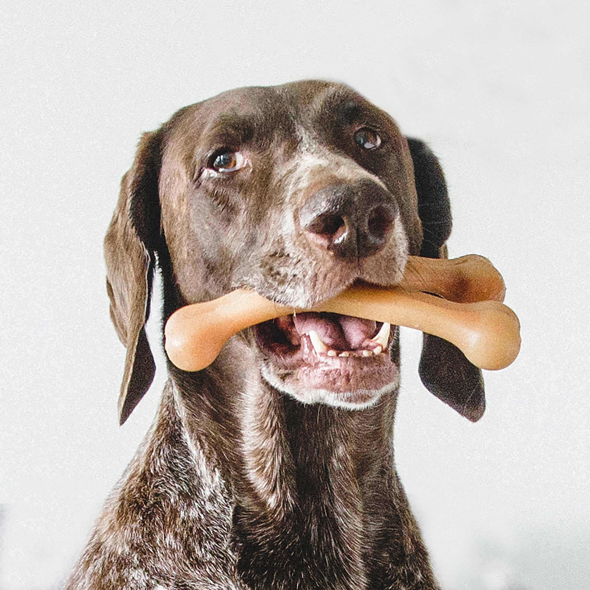 Labrador dog happily chewing on a Benebone Wishbone Chicken Chew Toy.