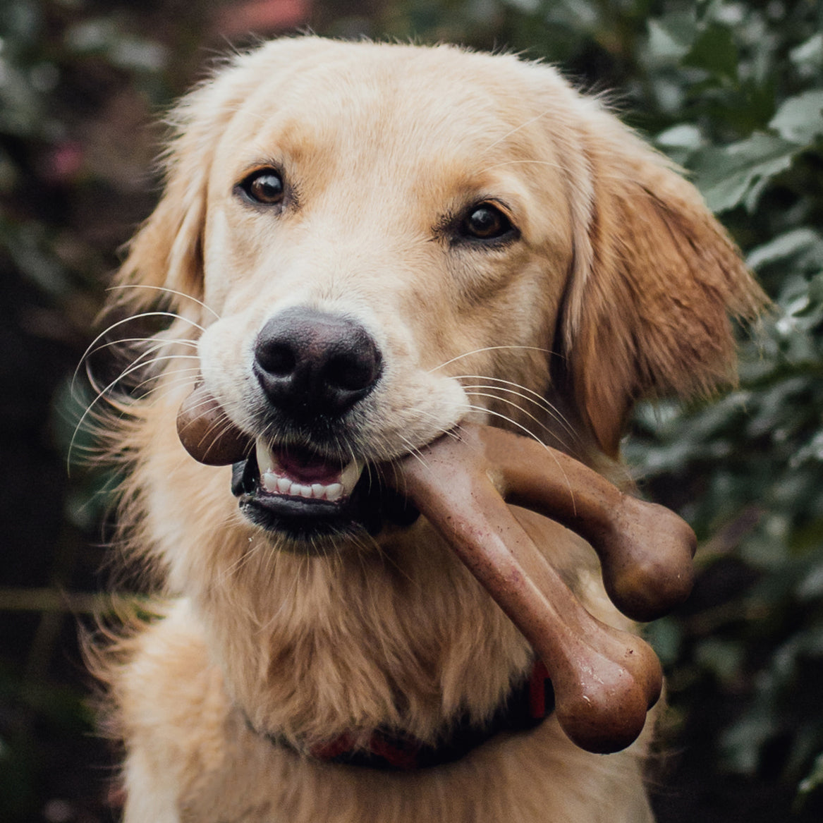 Golden retriever chewing on Benebone Wishbone Bacon Chew Toy.