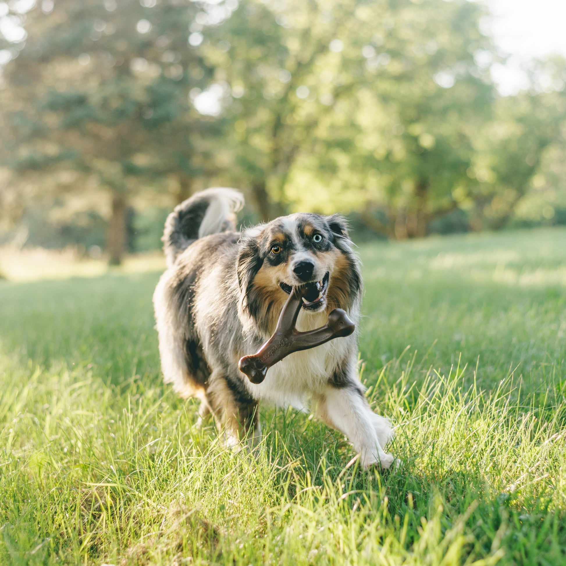 Australian shepherd running on grass with Benebone Wishbone Bacon Chew Toy in its mouth.