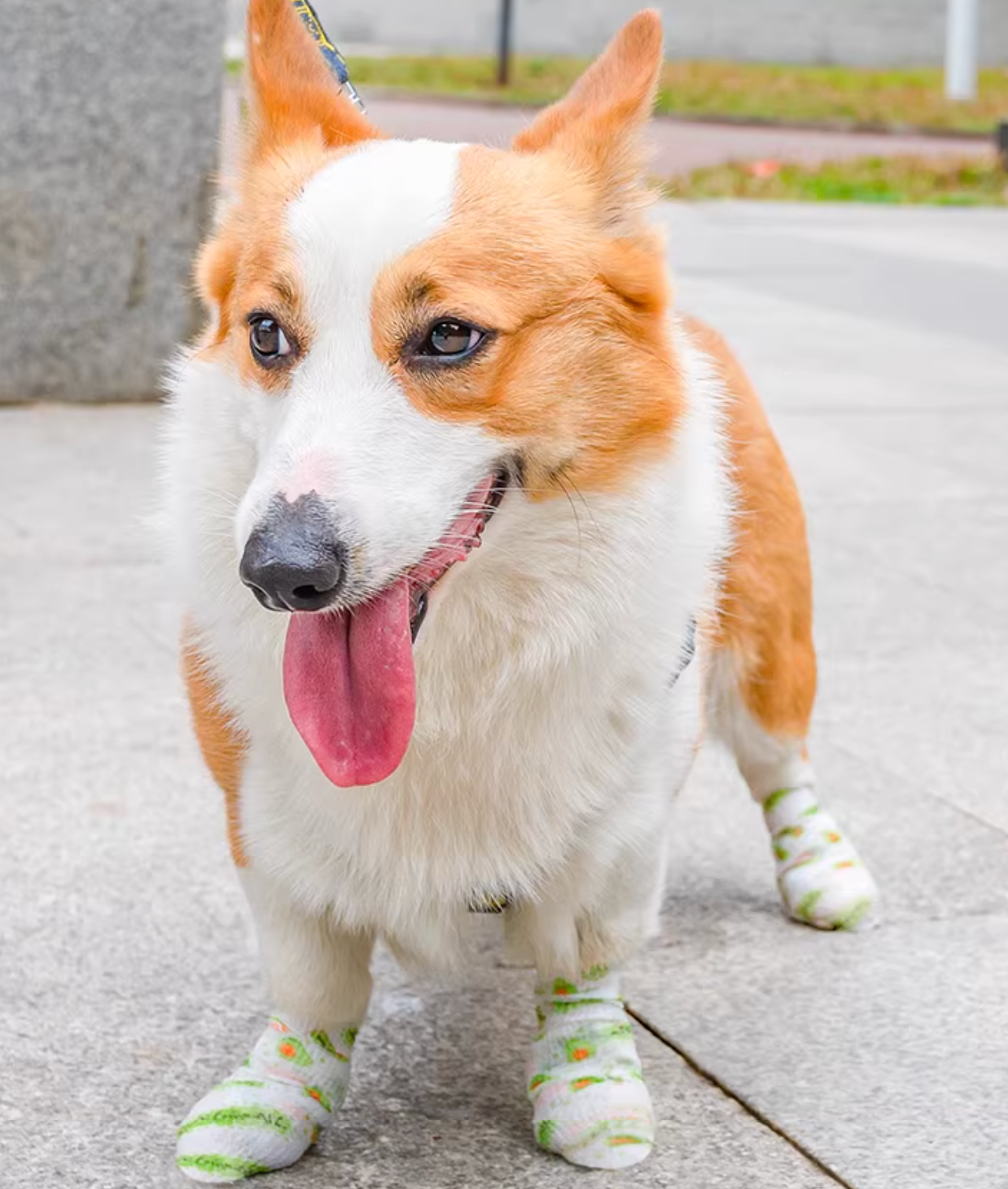 Dog Paw Bandage Wrap – Self-Adhesive, Elastic, Breathable Paw Protector for Outdoor Use